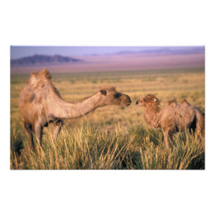 Foto Ásia, Mongólia, Deserto de Gobi, Grande Gobi