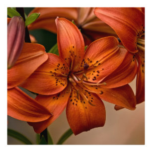 Foto Asiatic Lily