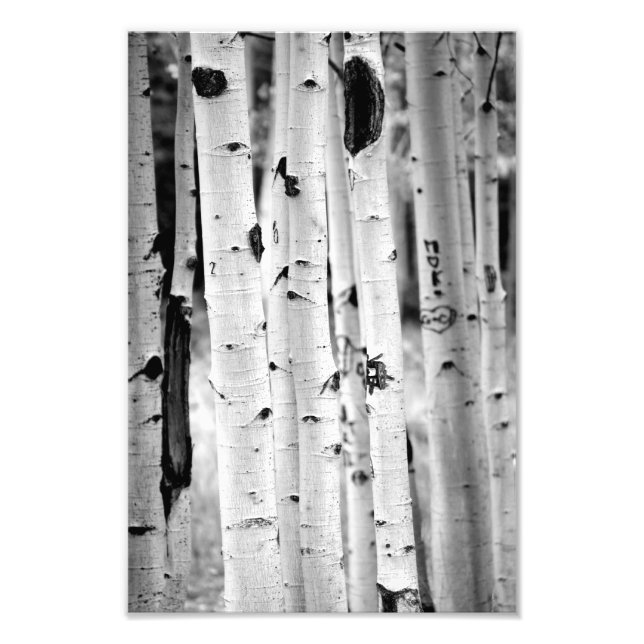 Foto Aspen alto (Frente)