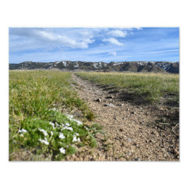 Foto Assentos de Montanha do Câncer - Primavera Phlox -