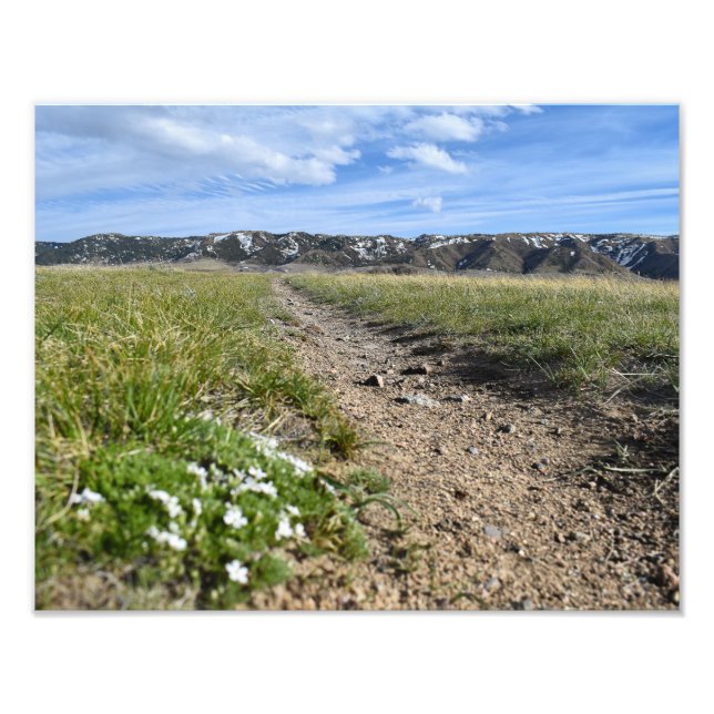 Foto Assentos de Montanha do Câncer - Primavera Phlox - (Frente)