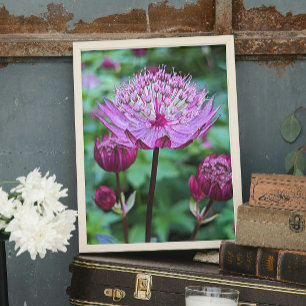 Foto Astrantia Bloom Rosa Floral