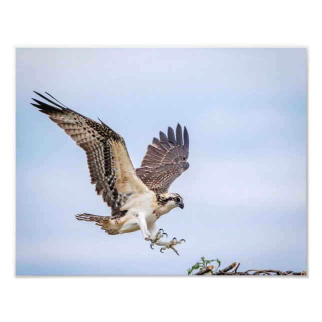 Foto Aterrissagem de Osprey 14x11 no ninho (Frente)