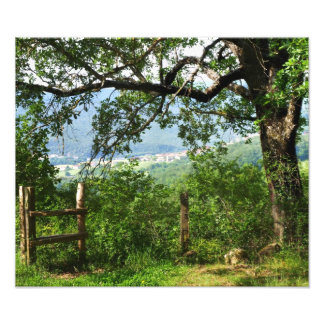 Foto Através da Folhagem