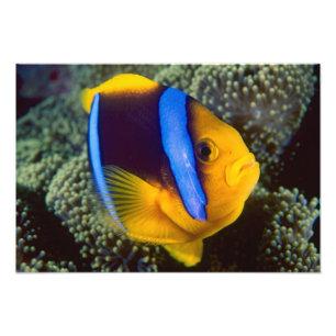 Foto Austrália, Grande Barreira de Coral, Peixe-palhaço