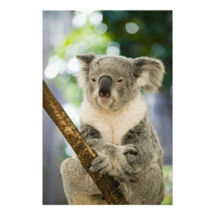 Foto Austrália, Queensland, Brisbane, Fig Tree