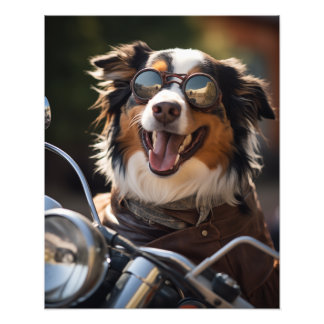 Foto Australian Shepherd riding a motorcycle - Poster