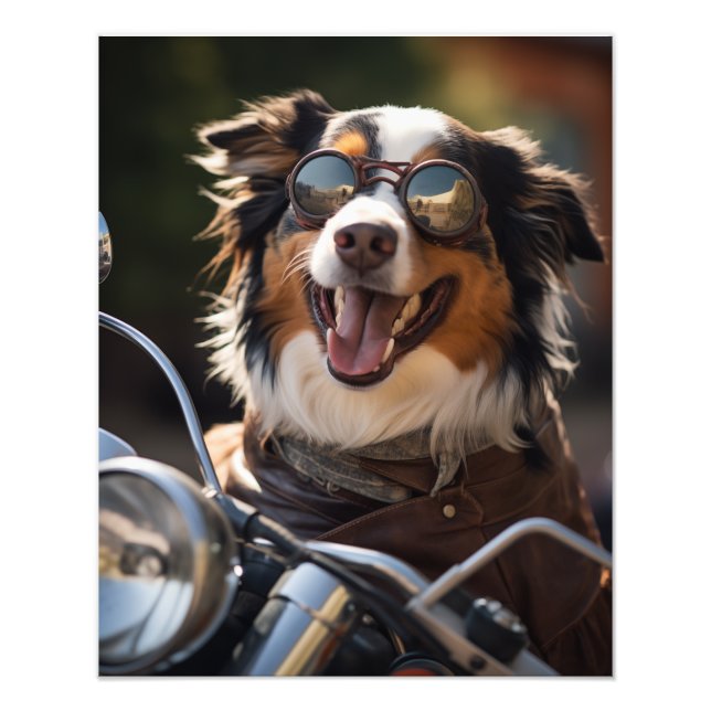 Foto Australian Shepherd riding a motorcycle - Poster (Frente)