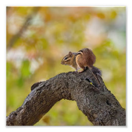Foto Autumn Chipmunk