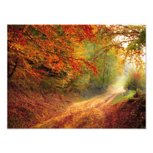Foto Autumn Forest Track