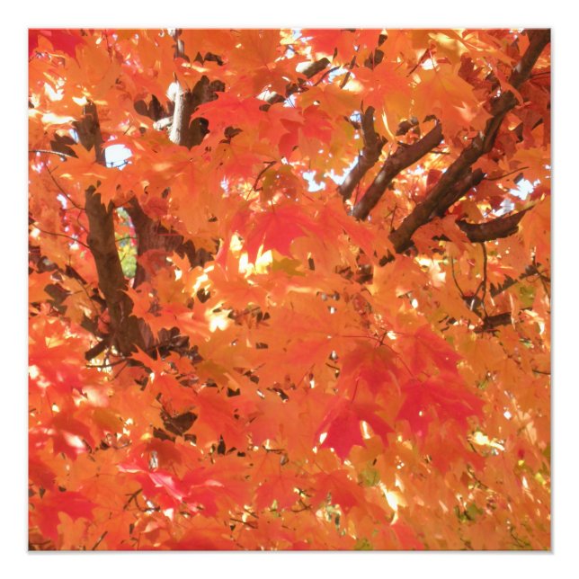 Foto Autumn Leaves 1 (Frente)
