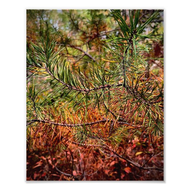 Foto Autumn Pine Needles  (Frente)