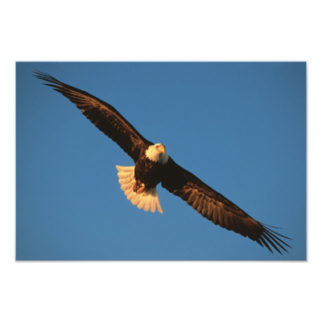 Foto Ave de rapina, Águia Americana em voo, Kachemak (Frente)