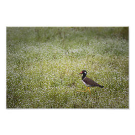 Foto Ave Lapwing na Grama