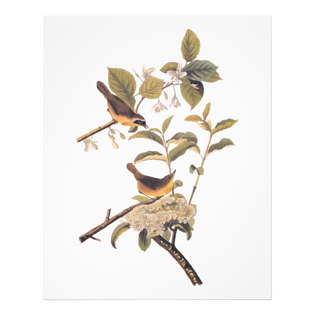 Foto Ave Yellowthroat de Maryland, com Flores (Frente)