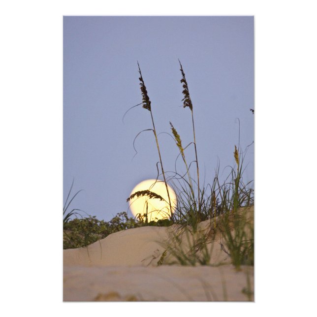 Foto Aveia do Mar Uniola paniculata) crescendo na areia (Frente)