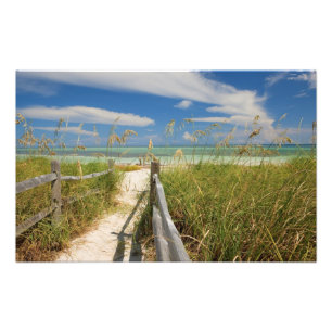 Foto Aveia do mar Uniola paniculata) crescendo pela pra