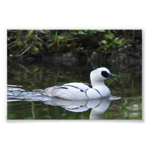 Foto Aves aquáticas preto e branco do pato de mergulho