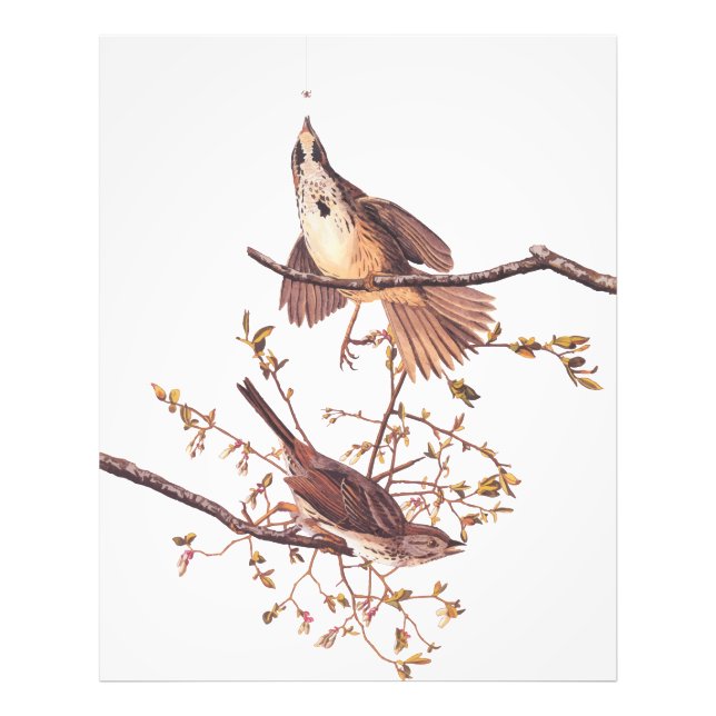Foto Aves de Audubon Longas com Aranha Pequena (Frente)