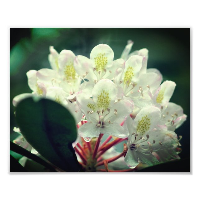 Foto Azalea branca com gotas de chuva 8x10 (Frente)