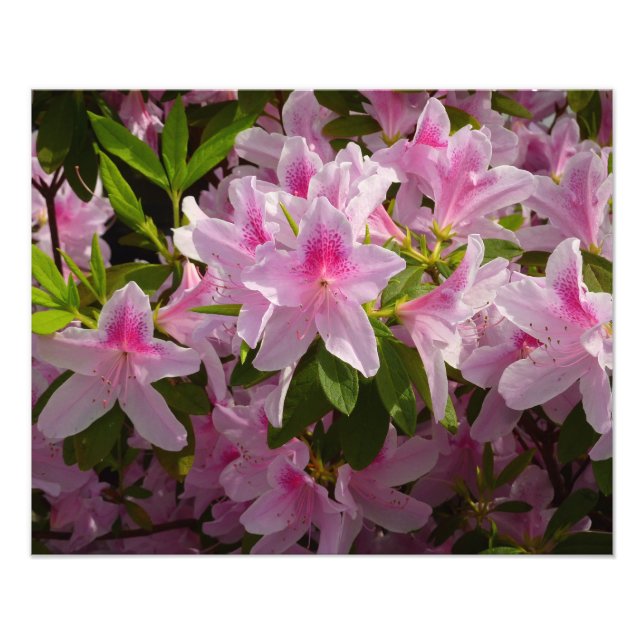 Foto Azalea Bush Primavera Floral rosa (Frente)