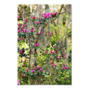Foto Azálea cor-de-rosa no botão