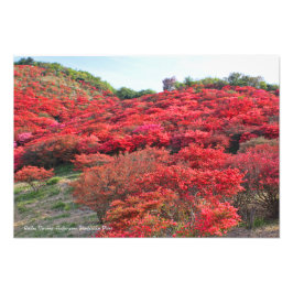 Foto Azalea Scenery [Premium Silver Salt Paper]