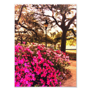 Foto Azáleas no parque de Forsyth