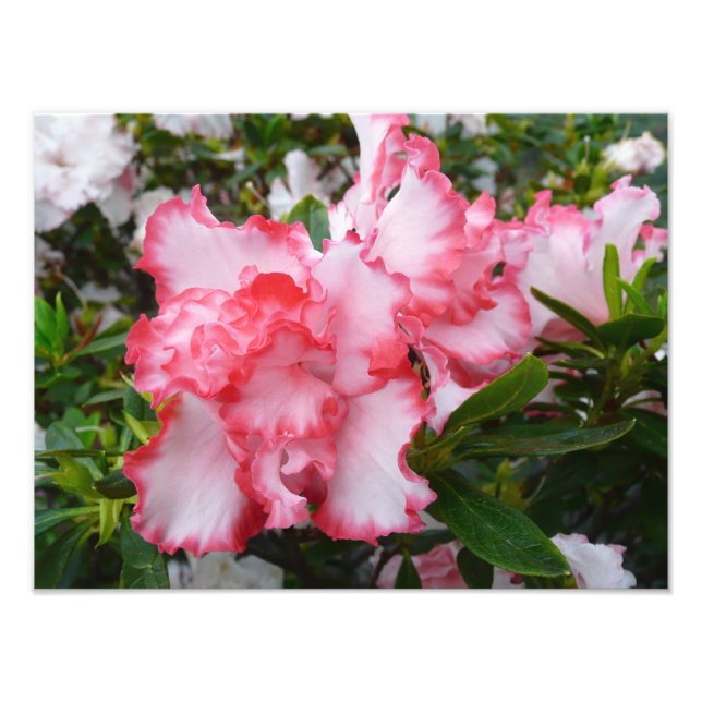 Foto Azaleas Primavera Floral, Vermelhas Duplas e Branc (Frente)