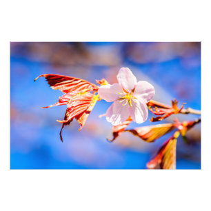 Foto Azul-céu cor-de-rosa Sakura