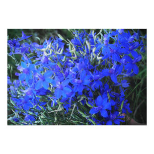 Foto Azul estético Lobelia florescente cottagecore jard