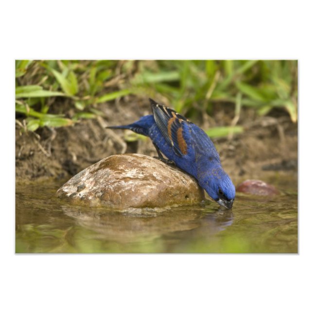Foto Azul-grande bebendo em lagoa de quintal, (Frente)