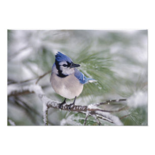 Foto Azul Jay, Cyanocitta cristata
