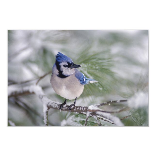 Foto Azul Jay, Cyanocitta cristata (Frente)