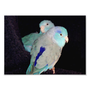 Foto azul pacífica do retrato dos pássaros do am