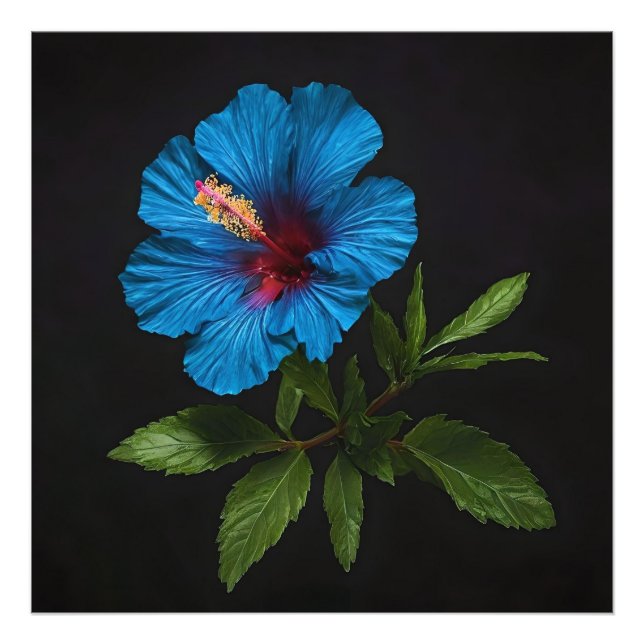 Foto "Azul Radiante: Flor Hibiscus A Preto (Frente)