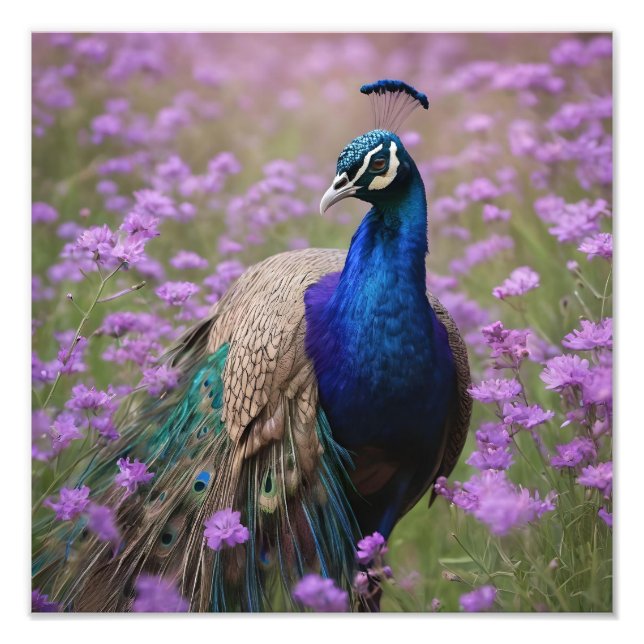 Foto Azul Real: Pavão Azul Em Campo De Lavanda, (Frente)
