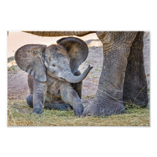 Foto Baby Elephant