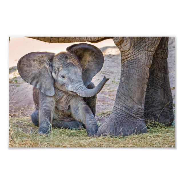 Foto Baby Elephant (Frente)