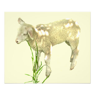 Foto Baby Lamb in Grass on Yellow Photo Impressão