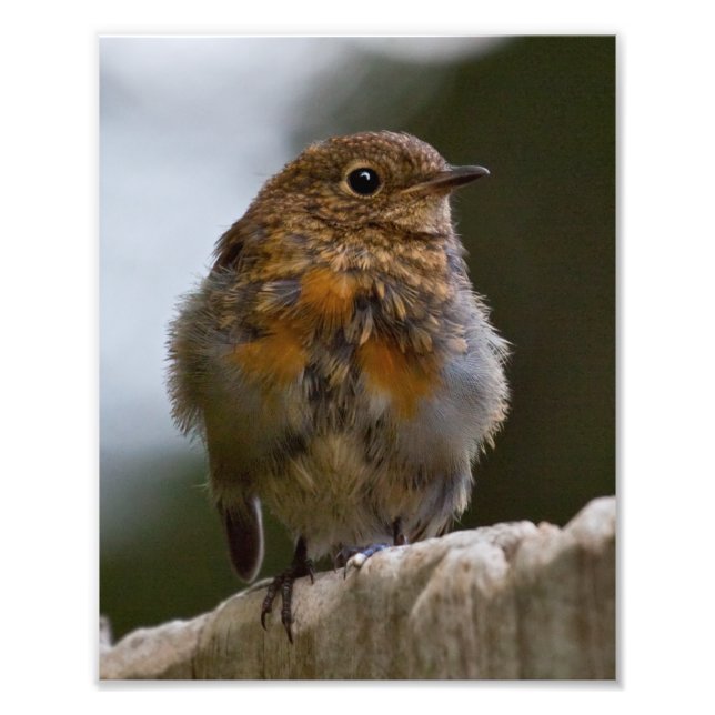 Foto Baby Robin Impressão (Frente)