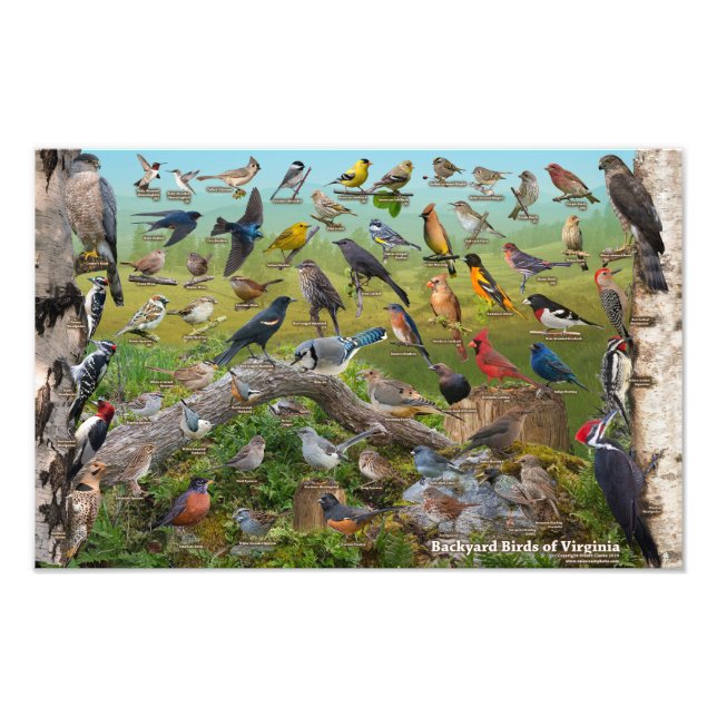 Foto Backyard Birds of Virginia 17"x11" (Frente)