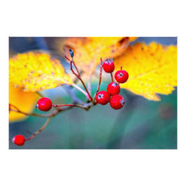 Foto bagas de espinho na moda no outono