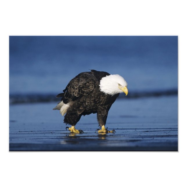 Foto Bald Eagle (Frente)