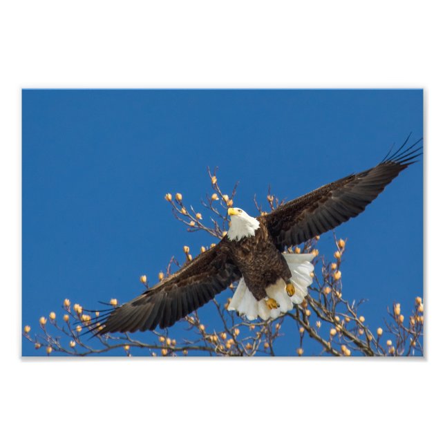 Foto Bald Eagle (Frente)