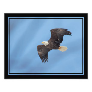 Foto Bald Eagle a voar