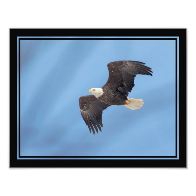 Foto Bald Eagle a voar (Frente)