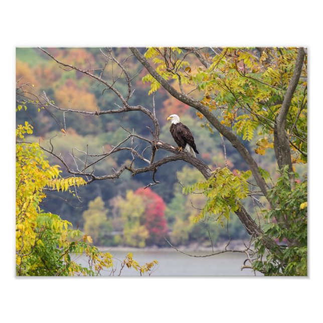 Foto Bald Eagle Autumn (Frente)