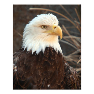 Foto Bald Eagle Closeup
