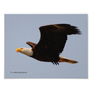 Foto Bald Eagle em Voo